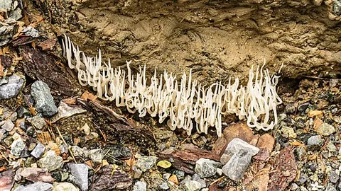 candlestick fungus: a fungus, Xylaria hypoxylon