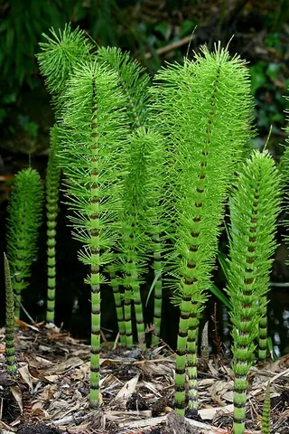 candock: a plant or weed that grows in rivers