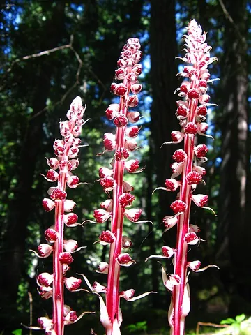 candystick: a type of myco-heterotroph with a red and white striped stem (Allotropa virgata)