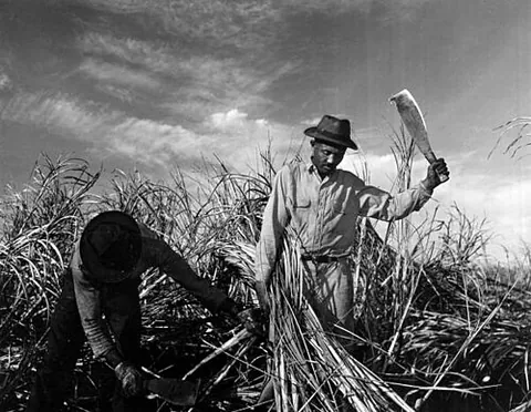 cane cutter: a worker who harvests sugar cane on a sugar plantation