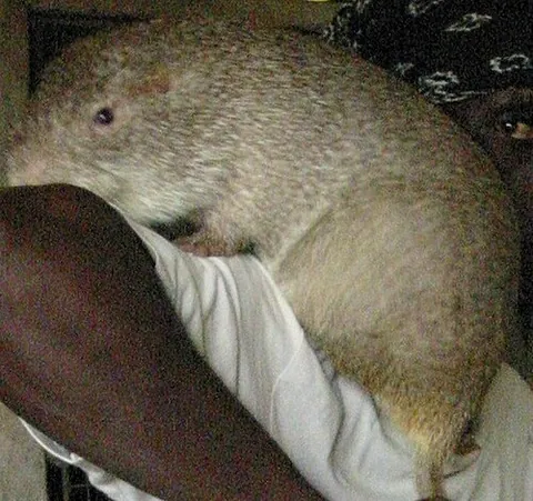 cane rat: a large rodent of the genus Thryonomys, native to sub-Saharan Africa