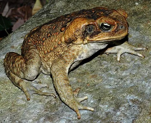 cane toad: a large toad, Rhinella marina (formerly Bufo marinus), of Central and South America, introduced to...