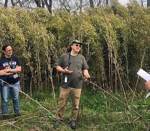 canebrake: a dense thicket of sugarcane, bamboo or similar plants