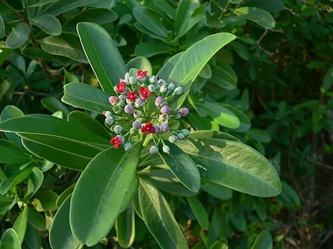 canella: the aromatic inner bark of Canella winterana, used as a spice with properties similar to cinnamon