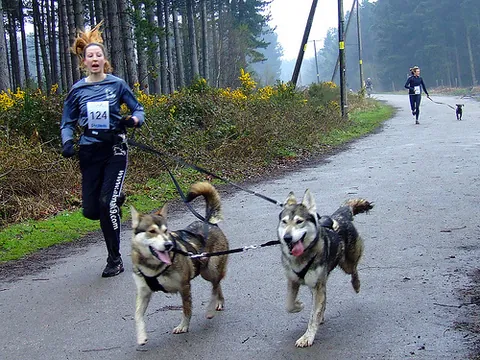 canicross: the sport of cross-country running with dogs that are harnessed to the runner's belt by a cord