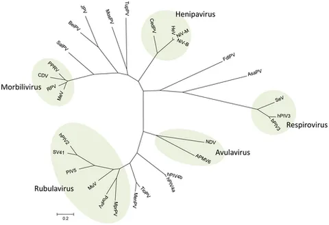 canine distemper virus: a single-stranded RNA virus, the viral agent that causes canine distemper, of the genus...