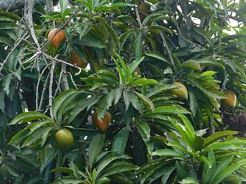 canistel: a tropical tree, Lucuma campechiana, from Central America and the Caribbean, that bears a sweet...