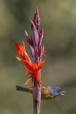 canna: any member of the genus Canna of tropical plants with large leaves and often showy flowers