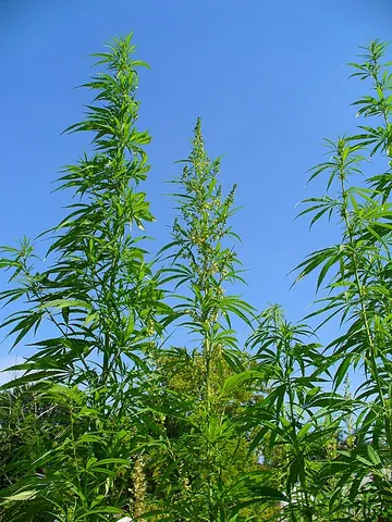 cannabis: a tall annual dioecious plant (Cannabis, especially Cannabis sativa), native to central Asia and...