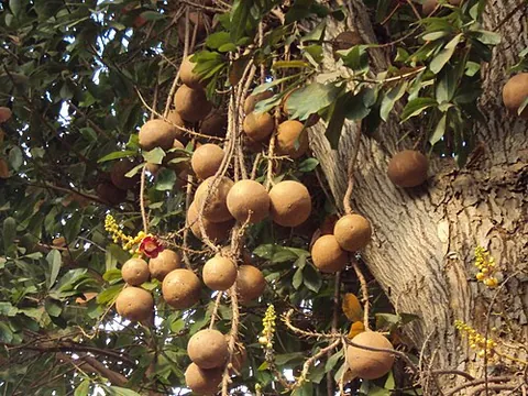 cannonball tree: a deciduous tree, Couroupita guianensis, family Lecythidaceae, native to tropical Central and South...