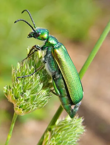 cantharides: spanish fly, Lytta vesicatoria (syn. Cantharis vesicatoria)