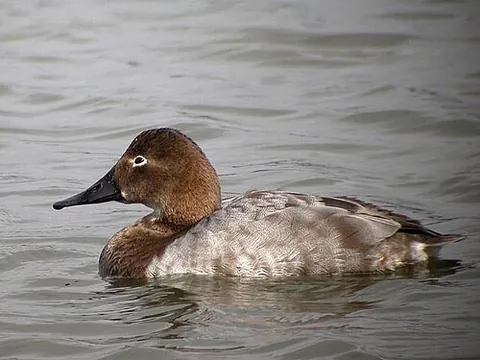 canvasback: a North American wild duck, Aythya valisineria, popular as a game bird