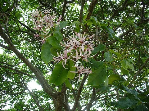 cape chestnut: an African flowering tree often planted as an ornamental (Calodendrum capense)