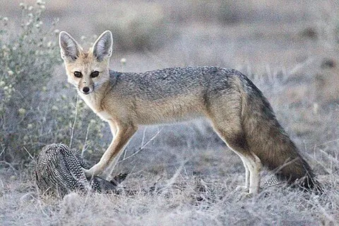 cape fox: a fox (Vulpes chama) native to the Cape of south Africa