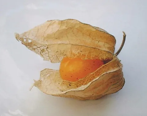 cape gooseberry: a tropical South American plant of species Physalis peruviana, with a bright yellow, edible fruit