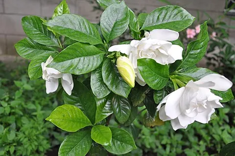 cape jasmine: gardenia jasminoides, a fragrant flowering plant native to eastern and southeastern Asia