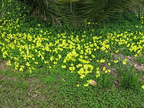 cape sorrel: any member of the species Oxalis pes-caprae of yellow-flowered sorrels, native to parts of the...