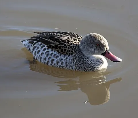cape teal: anas capensis, a dabbling duck of open wetlands in sub-Saharan Africa