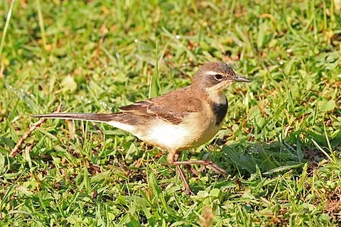 cape wagtail: a wagtail of species Motacilla capensis, of the family Motacillidae, widespread in southern Africa