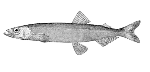 capelin: a fish of species Mallotus villosus, a type of smelt found in the Atlantic and Arctic oceans