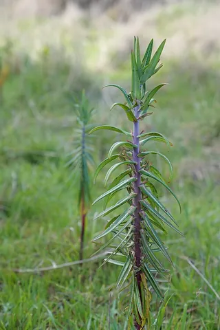 caper spurge: an erect, biennial spurge native to southern Europe, northern Africa, and southwest Asia into...