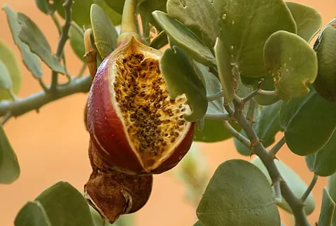 caperberry: capparis spinosa, a perennial winter-deciduous plant that bears rounded, fleshy leaves and large...