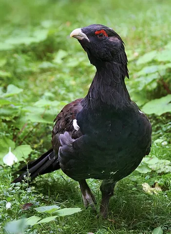 capercaillie: a large, black grouse of the genus Tetrao in the bird family Phasianidae, especially the western...