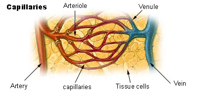 capillary: resembling or pertaining to hair, especially in slenderness or fineness