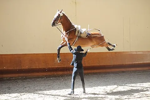 capriole: a leap that a horse makes with all fours, upwards only, without advancing, but with a kick or jerk...