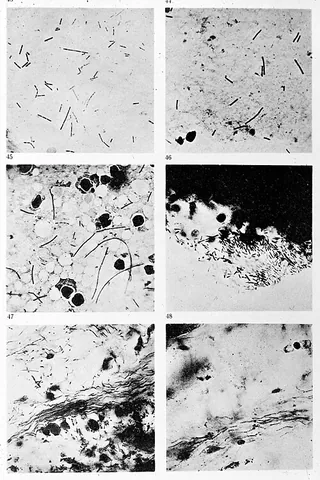 capripoxvirus: any virus of the genus Capripoxvirus