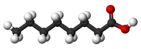 caprylic acid: a fatty acid, CH₃(CH₂)₆COOH, obtained from butter and other animal fats, and used in the...