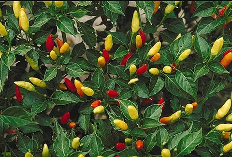 capsicum: any of various tropical American plants, of the genus Capsicum, principally the species Capsicum...