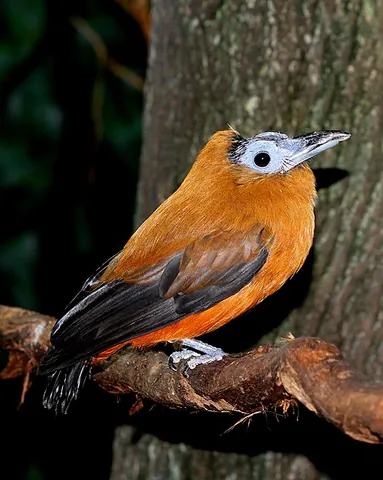 capuchinbird: a bird of the species Perissocephalus tricolor, native to northeastern South America