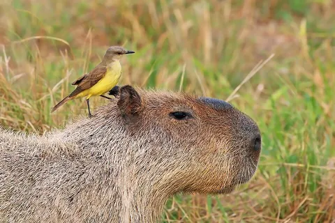 capybara: a large semi-aquatic South American rodent of the genus Hydrochoerus