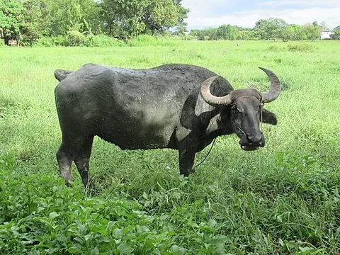 carabao: a domesticated subspecies of water buffalo, Bubalus bubalis carabanesis