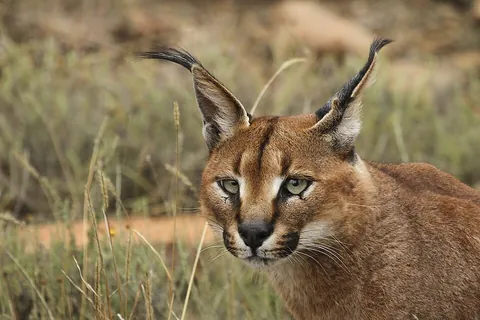 caracal: a type of cat native to Southern Africa, West Asia, and parts of Central and South Asia, Caracal...