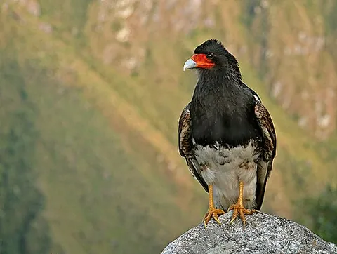 caracara: any of several South American and Central American birds of prey in the subfamily Caracarinae