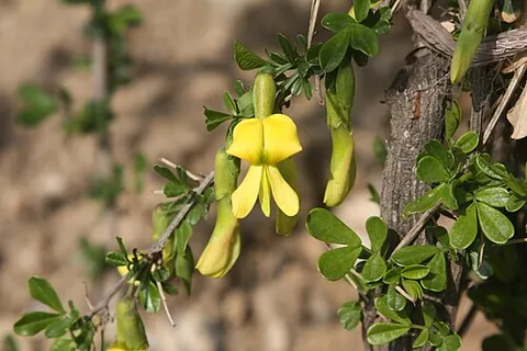 caragana: any of several shrubs or small trees, of the genus Caragana, that often have golden flowers
