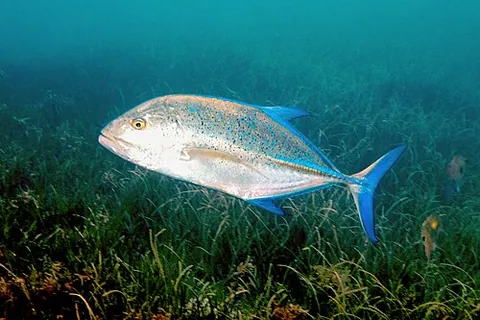 carangid: any fish belonging to the family Carangidae, the jackfish