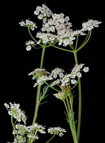 caraway: a biennial plant of species Carum carvi, native to Europe and Asia, mainly grown for its seed to be...