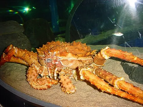 carcinization: the convergent evolution of decapod crustaceans from forms dissimilar to true crabs into similar...