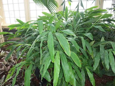 cardamom: an herb, native to India (Elettaria cardamomum)