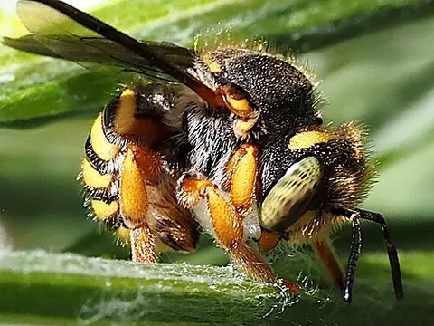 carder bee: common name for any species of bee in the genus Bombus or in the family Wikipedia:Megachilidae,...