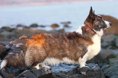 cardigan welsh corgi: one of the two separate dog varieties of the Welsh corgi