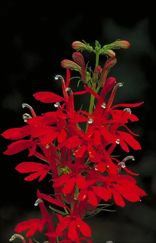 cardinal flower: lobelia cardinalis (syn. L. fulgens), a species of lobelia native to the Americas, usually with...