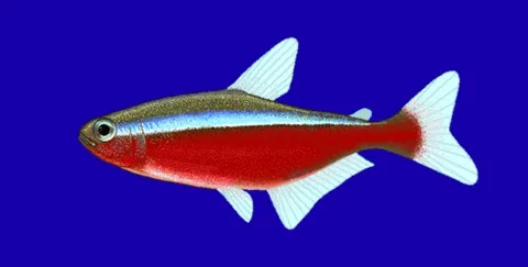 cardinal tetra: a freshwater fish (Paracheirodon axelrodi, family Characidae), native to rivers in South America,...
