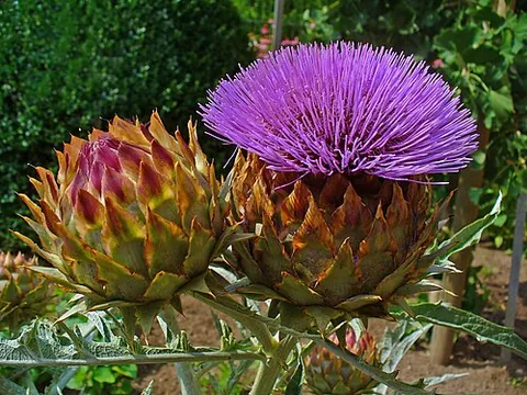 cardoon: any member of the species Cynara cardunculus of prickly perennial plants which has leaf stalks...