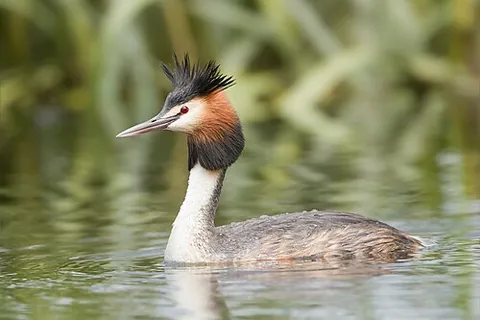 cargoose: a species of grebe (Podiceps cristatus); the great crested grebe