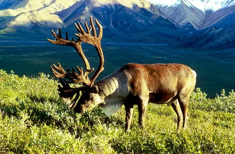 caribou: any of several North American subspecies Rangifer tarandus of the reindeer