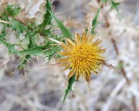 carline thistle: any of about 30 species of thistles in the genus Carlina and certain other closely related genera